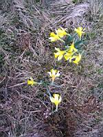 Jonquille (Loire, Col de la Loge) (Photo F. Mrugala)